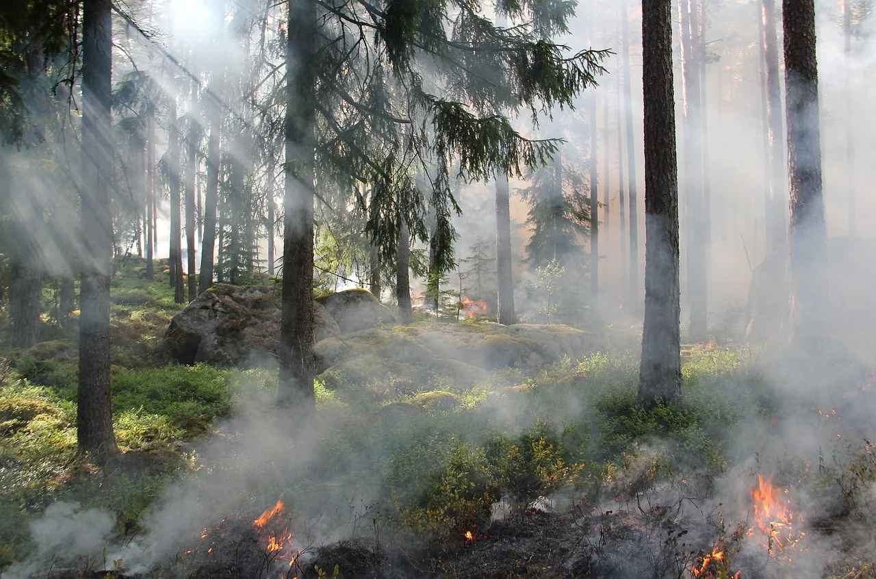 malibu fire insurance claims